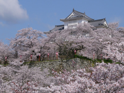 夜桜バス運行について